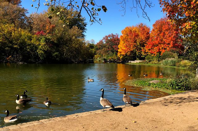 Geese in Prospect Park